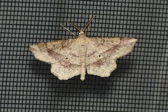 Euchlaena marginaria