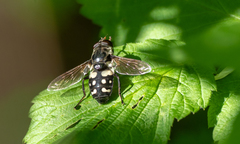 Sericomyia lata