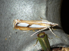 Catoptria