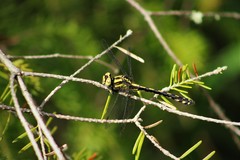 Ophiogomphus anomalus