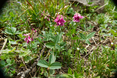 Trifolium brandegeei