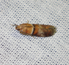 Acrobasis repandana