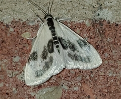 Cliniodes ostreonalis