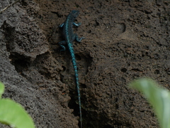 Urosaurus auriculatus