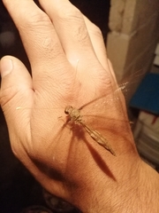 Ascaloptynx appendiculata
