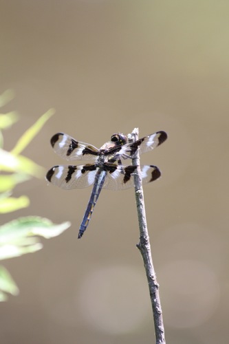 Twelve-spotted Skimmer