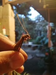 Ascaloptynx appendiculata