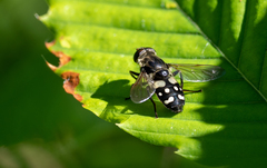 Sericomyia lata