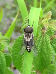 Tabanus trimaculatus