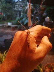 Ascaloptynx appendiculata