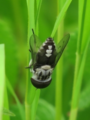 Tabanus trimaculatus