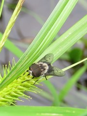 Tabanus trimaculatus