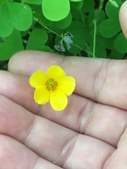 Oxalis suksdorfii