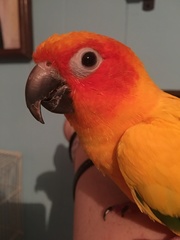 Aratinga solstitialis