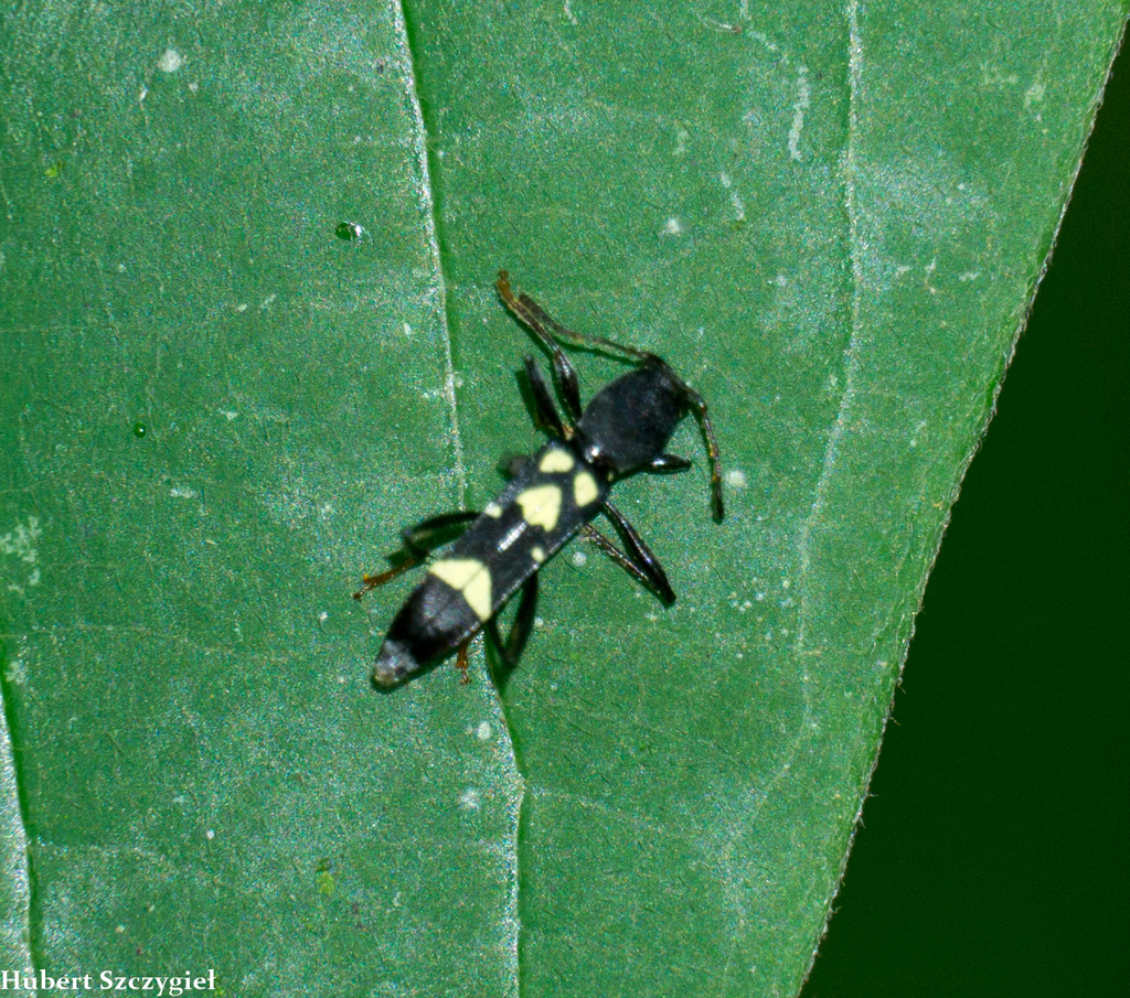 Ayriclytus