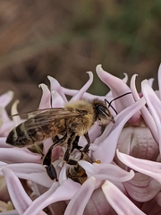 Apis mellifera
