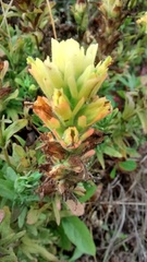 Castilleja wightii
