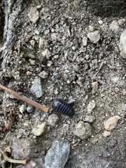 Armadillidium vulgare
