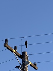 Corvus brachyrhynchos