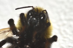 Bombus nevadensis
