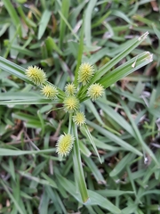 Cyperus echinatus