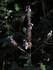 Coleus argentatus