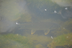 Carpiodes cyprinus