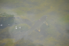 Carpiodes cyprinus