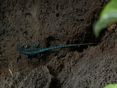 Urosaurus auriculatus