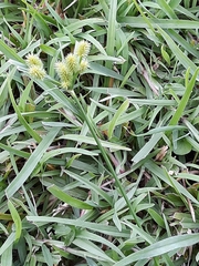Cyperus echinatus