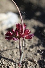 Allium fimbriatum