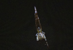 Episinus