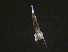 Episinus