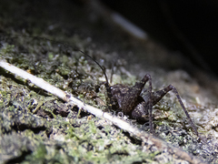 Pleioplectron gubernator