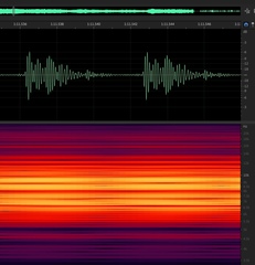 Diceroprocta eugraphica