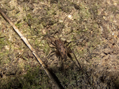 Pleioplectron gubernator