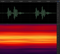 Diceroprocta eugraphica