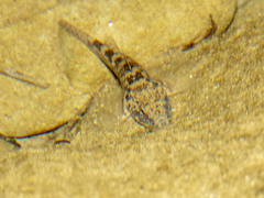 Gobiomorphus cotidianus