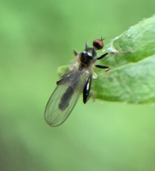 Rhamphomyia longicauda