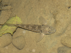 Gobiomorphus cotidianus