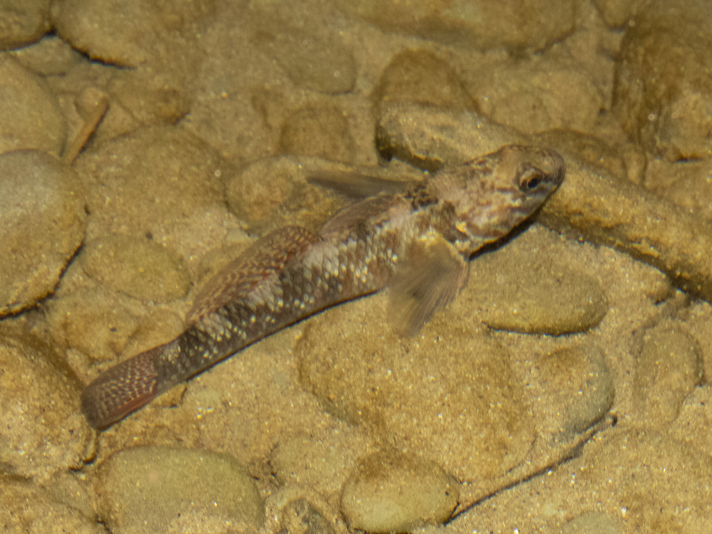 Redfin Bully (Gobiomorphus huttoni)