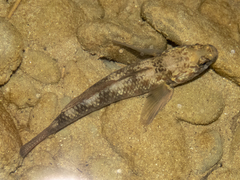 Gobiomorphus huttoni