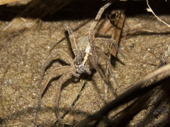Dolomedes aquaticus