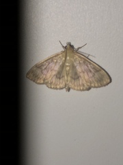 Crocidophora serratissimalis