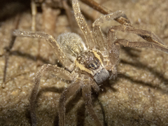 Dolomedes aquaticus