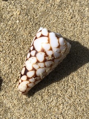 Conus bandanus