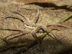 Dolomedes aquaticus