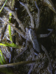 Dolomedes aquaticus