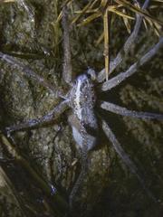 Dolomedes aquaticus