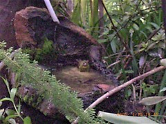 Crithagra scotops umbrosa